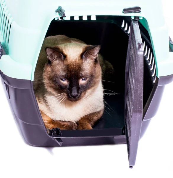 Listo Para Transportar Hermoso Gato Siamés Descansando Dentro Portador Gato — Foto de Stock