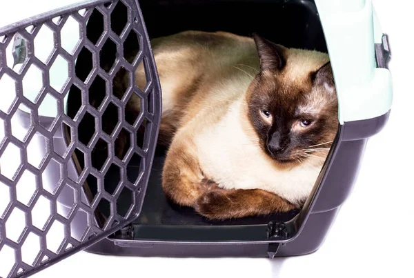 Gato Tailandés Está Descansando Dentro Portador Gato Una Imagen Aislada — Foto de Stock