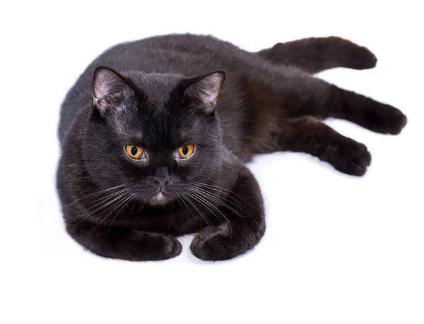 Schöne Schwarze Schottische Katze Auf Weißem Hintergrund Liegend Isoliertes Bild — Stockfoto