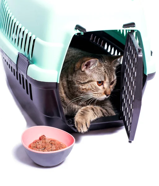 isolated image, a scottish cat inside a cat carrier, a bowl of food, beautiful domestic cats, cats in the house, pets, going to the vet, traveling with a cat