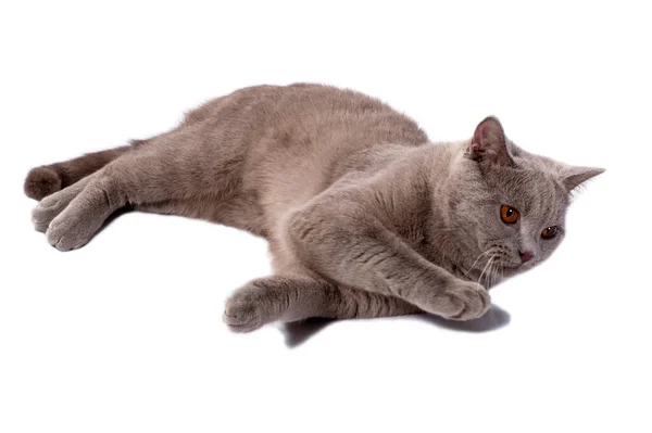 Mooie Britse Fawn Kat Liggend Een Witte Achtergrond Geïsoleerd Beeld — Stockfoto