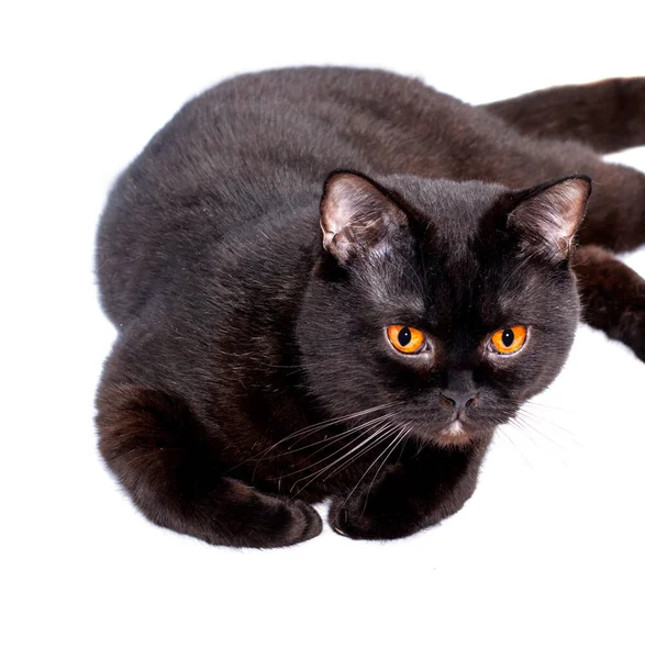 Schöne Schwarze Schottisch Britische Katze Auf Weißem Hintergrund Liegend Isoliertes — Stockfoto