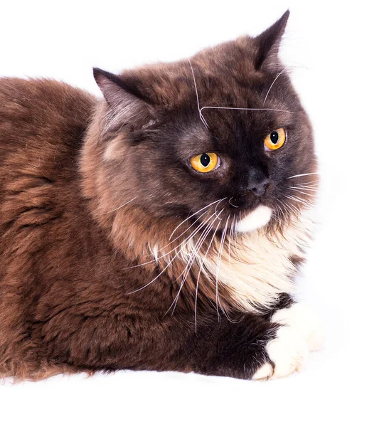 Vackert Porträtt Närbild Långhårig Highland Brun Skotsk Katt Liggande Vit — Stockfoto