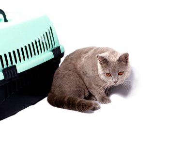 İzole bir görüntü, hayvan taşımak için kedi taşıyıcısının yanında oturan bir İskoç heteroseksüel kedi, güzel evcil kediler, evcil kediler, veterinere giden, hayvanları taşıyan...