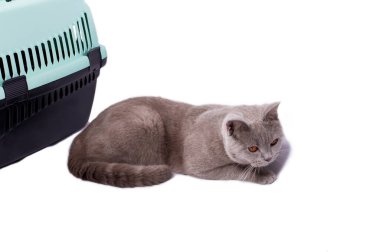 İzole bir görüntü, hayvan taşımak için kedi taşıyıcısının yanında yatan İskoç bir kedi, güzel evcil kediler, evcil kediler, veterinere giden hayvanlar, hayvanları taşıyan bir kedi.