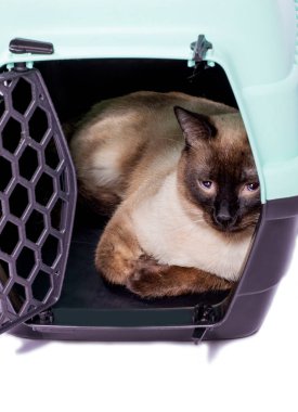 Kedi taşıyıcısının içinde dinlenen güzel siyam kedisi, izole edilmiş görüntü, güzel evcil kediler, evcil kediler, veterinere bir gezi. Evin dışına bir gezi..