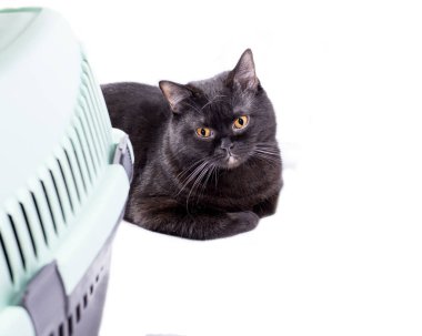 İskoç heteroseksüel siyah kedi, kedi taşıyıcısının yanında uzanıyor, izole edilmiş görüntü, güzel evcil kediler, evcil kediler, evcil hayvanlar, veterinere bir gezi, bir hayvanla bir gezi.