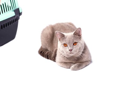 İzole bir görüntü, kedi taşıyıcısının yanında yatan bir İskoç kedisi, güzel evcil kediler, evcil kediler, veterinere giden hayvanlar, hayvanları taşıyan