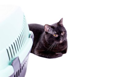 İngiliz büyük siyah kedisi kedi taşıyıcısının yanında yatıyor, izole edilmiş görüntü, güzel evcil kediler, evcil kediler, evcil hayvanlar, veterinere bir gezi, bir hayvanla bir gezi.