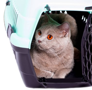  İskoç kedisi açık bir kapıdan dışarı bakar kedi taşıyıcısında yatar, izole edilmiş bir görüntü, güzel evcil kediler, evde kediler, evcil hayvanlar, veterinere bir gezi. Evden uzakta bir yolculuk.