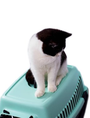 Büyük, güzel bir İskoç bicolor kedisi kedi taşıyıcısının tepesinde oturur, izole edilmiş bir görüntü, güzel ev kedileri, evcil kediler, evcil hayvanlar, veterinere bir gezi, bir hayvanla bir gezi.