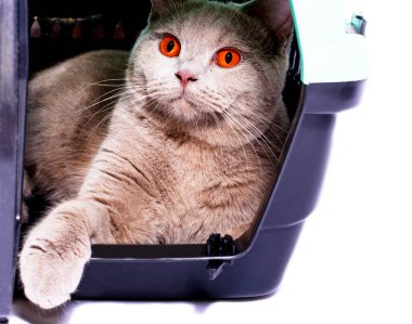 İngiliz kedisi patisi dışarıda bir kedi taşıyıcısının içinde açık bir kapıdan dışarı bakar, izole bir görüntü, güzel evcil kediler, evcil kediler, evcil hayvanlar, veterinere bir gezi. Evden uzakta bir yolculuk.