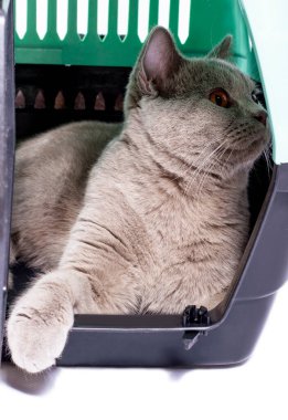 Ulaşım için hazır İngiliz kedisi, patisi dışarıda bir kedi taşıyıcısının içinde, açık bir kapıdan dışarı bakıyor, izole bir görüntü, güzel evcil kediler, evcil kediler, evcil hayvanlar, veterinere bir gezi. Evden uzakta bir yolculuk.