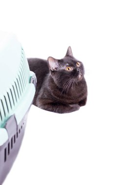 Taşımaya hazır İskoç kara kedisi bir kedi taşıyıcısının yanında uzanıyor, izole edilmiş bir görüntü, güzel ev kedileri, evcil kediler, evcil hayvanlar, veterinere bir yolculuk, bir hayvanla bir yolculuk.