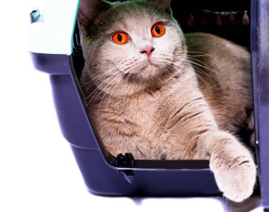 İskoç kedisi patisi dışarıda bir kedi taşıyıcısının içindeki açık kapıdan dışarı bakar, izole bir görüntü, güzel evcil kediler, evcil kediler, evcil hayvanlar, veterinere bir gezi. Evden uzakta bir yolculuk.