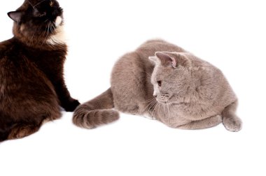  Beyaz arka planda oturan iki güzel İskoç kedisi, izole edilmiş görüntü, güzel evcil kediler, evcil kediler, evcil hayvanlar..