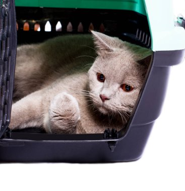 İskoç kedisi bir kedi taşıyıcısının içinde dinleniyor ve bir patisini gösteriyor, izole edilmiş bir görüntü, güzel ev kedileri, evde kediler, evcil hayvanlar, veterinere bir gezi. Evden uzakta bir yolculuk.