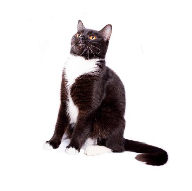 scottish straight cat black bicolor color sitting on a white background, isolated image, beautiful domestic cats, pets,
