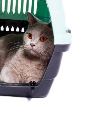  Yavru İskoç kedisi bir kedi taşıyıcısının içinde dinleniyor, izole edilmiş bir görüntü, güzel evcil kediler, evde kediler, evcil hayvanlar, veterinere bir gezi. Evin dışına bir gezi..