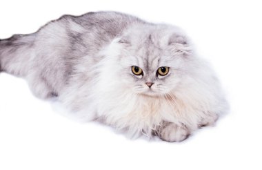 İskoç kabarık tüylü kedi gümüş çinçilla beyaz arka planda yatıyor, izole edilmiş görüntü, güzel evcil kediler, evcil kediler, evcil kediler, evcil hayvanlar.