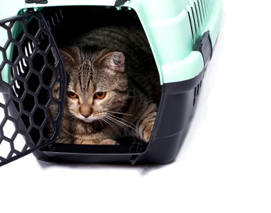 İzole bir görüntü, kedi taşıyıcısının içinde oturan bir kedi, güzel evcil kediler, evde kediler, evcil hayvanlar, veterinere gitmek, bir kediyle seyahat etmek.