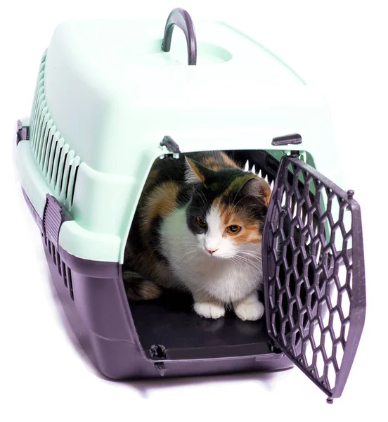 Geïsoleerd Beeld Heldere Kat Een Kattendraagtas Voor Transport Mooie Huiskatten — Stockfoto