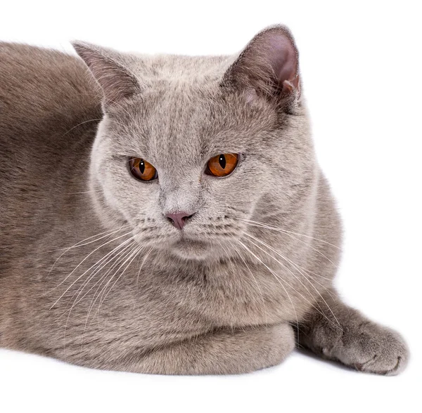 Porträt Nahaufnahme Gesicht Schnauze Perfekte Schottische Katze Mit Orangen Augen — Stockfoto
