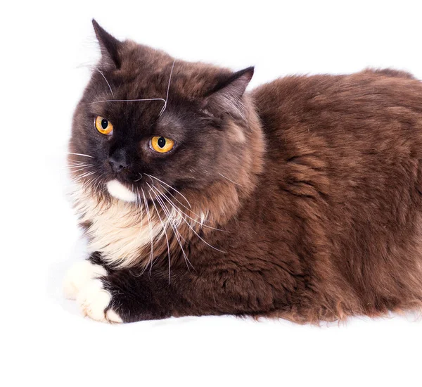 Close Long Haired Brown British Scottish Cat White Background Isolated — стоковое фото