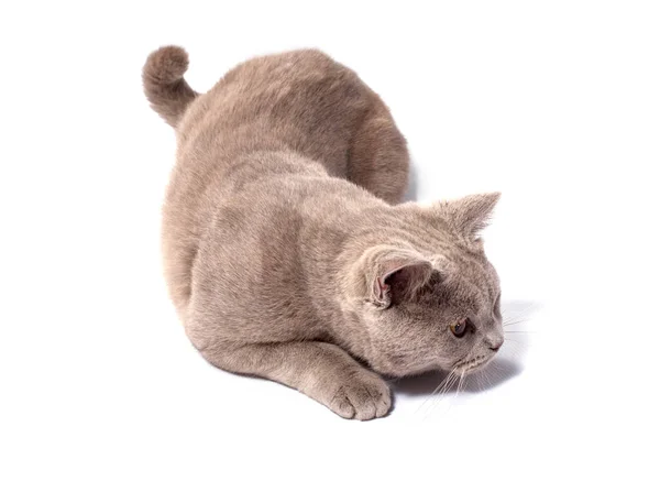 Schottische Katze Hockt Und Bereitet Sich Darauf Vor Auf Weißem — Stockfoto