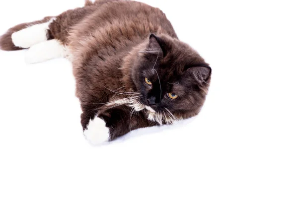 Fluffy Long Haired Brown Scottish British Highland Cat White Background — Stockfoto