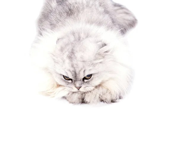Легке Зображення Пухнастий Шотландський Кіт Срібна Шиншила Лежить Білому Тлі — стокове фото
