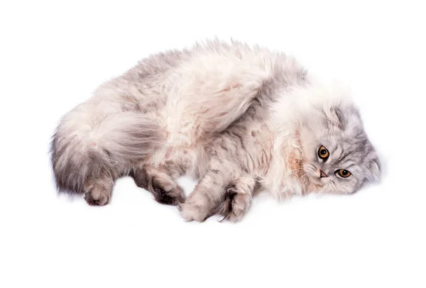 Fold Longhair Highland Scottish Cat Silver Chinchilla Lies Bun White — Fotografia de Stock