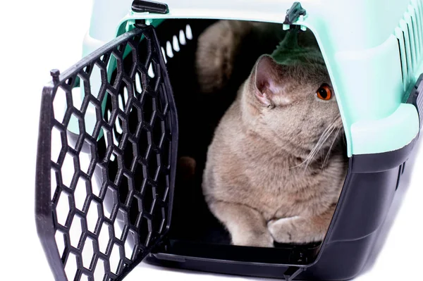 Gato Escocés Mira Hacia Fuera Acostado Portador Gato Desde Una — Foto de Stock