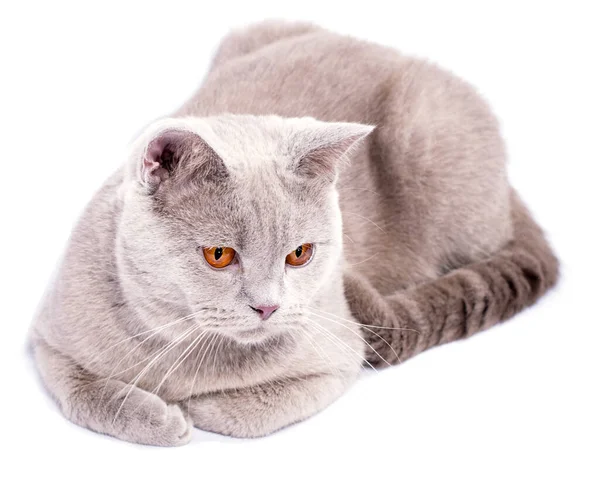 Лілак Прекрасний Шотландський Кіт Оранжевими Очима Білому Тлі Ізольований Образ — стокове фото
