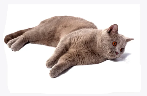 Schöne Schottische Katze Mit Orangen Augen Die Seitlich Auf Weißem — Stockfoto