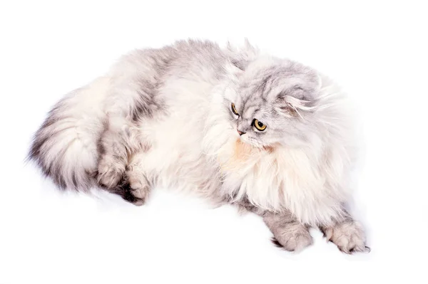 Гарні Пухнасті Довгі Кучеряві Шотландські Котячі Сріблясті Чілі Лежать Білому — стокове фото