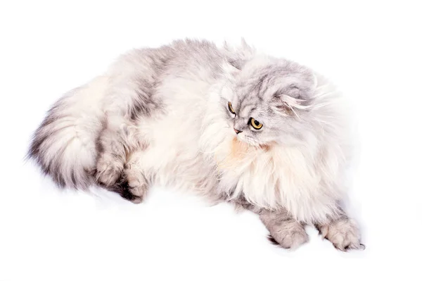 Vacker Fluffig Veck Longhair Highland Skotsk Katt Silver Chinchilla Ligger — Stockfoto