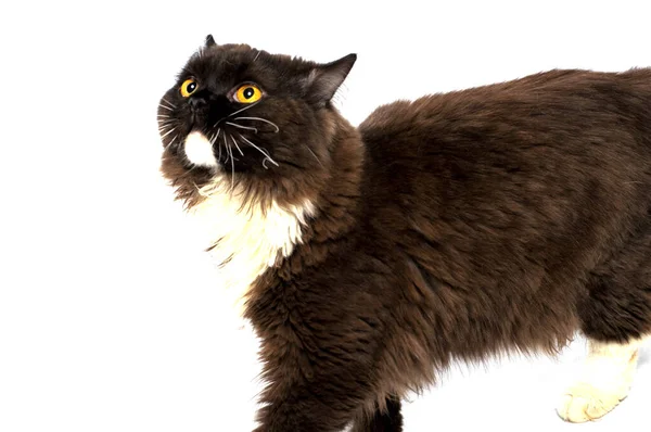 Fluffy Chocolate Colored Long Haired Scottish Cat Passes White Background — Stockfoto