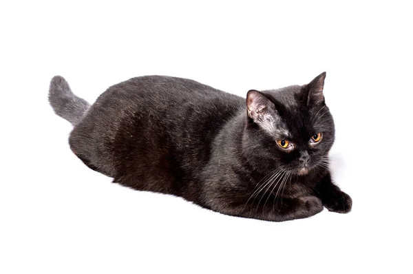Chocolate Escuro Grande Gato Britânico Deitado Fundo Branco Imagem Isolada — Fotografia de Stock