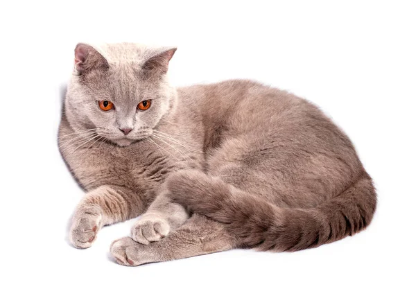 Portrét Krásné Skotské Britské Šeříkové Kočky Ležící Bílém Pozadí Ojedinělý — Stock fotografie