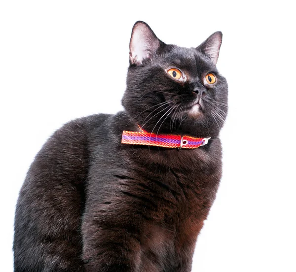Πορτρέτο Ενός Όμορφου Σκούρο Καφέ Βρετανική Γάτα Κάθεται Ένα Λευκό — Φωτογραφία Αρχείου