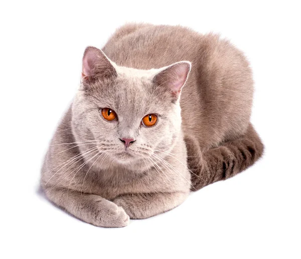 Porträt Einer Lila Schönen Schottischen Katze Auf Weißem Hintergrund Isoliertes — Stockfoto