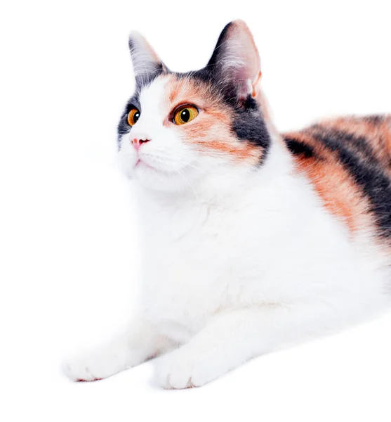 Trikolóra Kočka Portrét Close Přední Pohled Bílém Pozadí Izolovaný Obraz — Stock fotografie