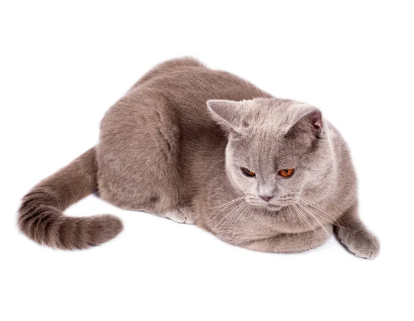 Serious Perfect Scottish Cat Orange Eyes Sitting White Background Isolated —  Fotos de Stock