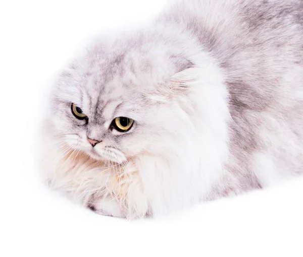 Згорнути Довге Волосся Високогірна Шотландська Кішка Срібна Шиншила Лежить Білому — стокове фото