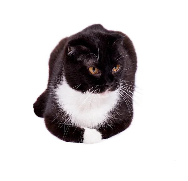 Scottish Fold Cat Black Bicolor Color Lying White Background Isolated — стоковое фото