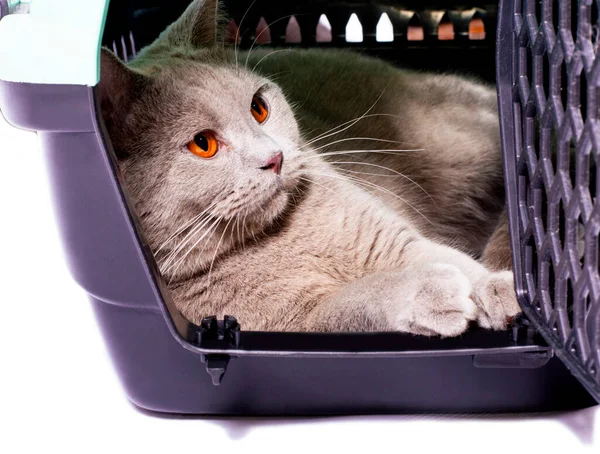 Scottish Cat Resting Cat Carrier Isolated Image Beautiful Domestic Cats — Stock fotografie