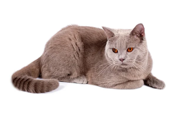 Perfekte Schottische Katze Mit Orangefarbenen Augen Auf Weißem Hintergrund Isoliertes — Stockfoto