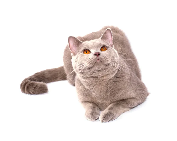 Schön Aufblickende Schottische Katze Mit Orangefarbenen Augen Auf Weißem Hintergrund — Stockfoto
