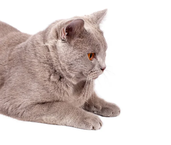 Yan portre yakın çekim yüz ağızlığı turuncu gözlü mükemmel İskoç kedisi beyaz arka plan, izole görüntü, güzel evcil kediler, evcil kediler, evcil hayvanlar..